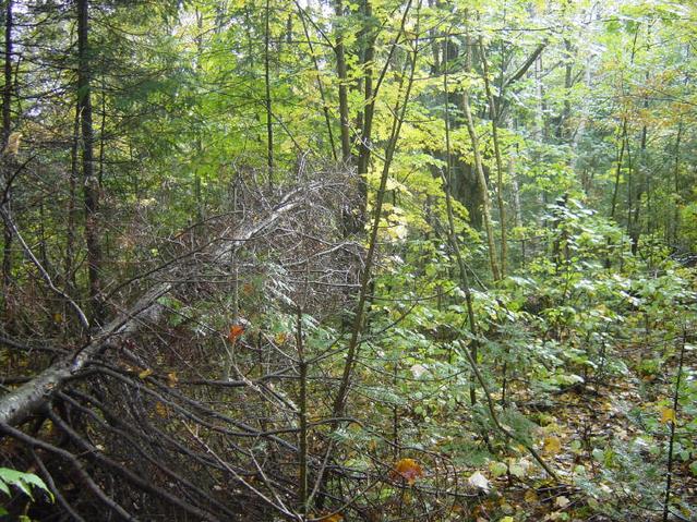 Picture of the confluence site