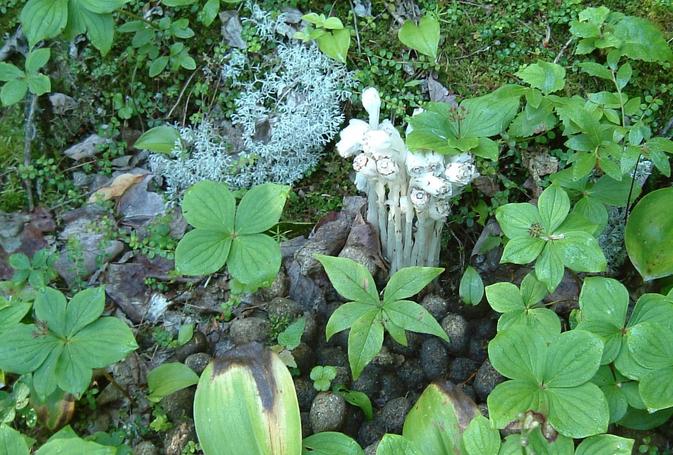 Indian Pipe in moose scat