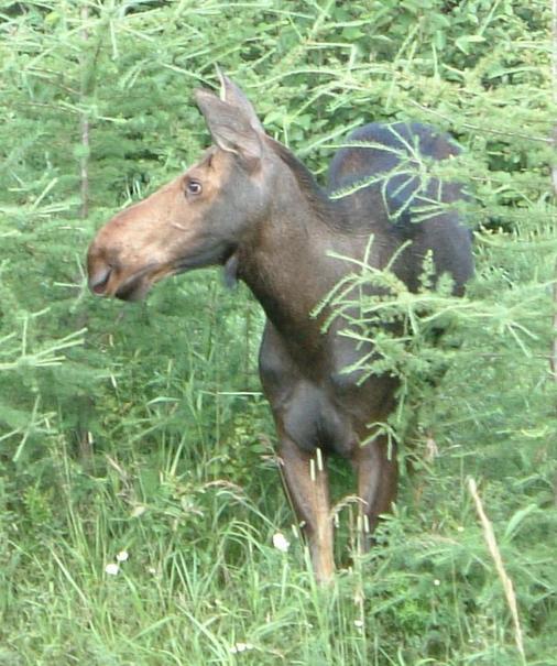 Friendly moose we met along highway 129.