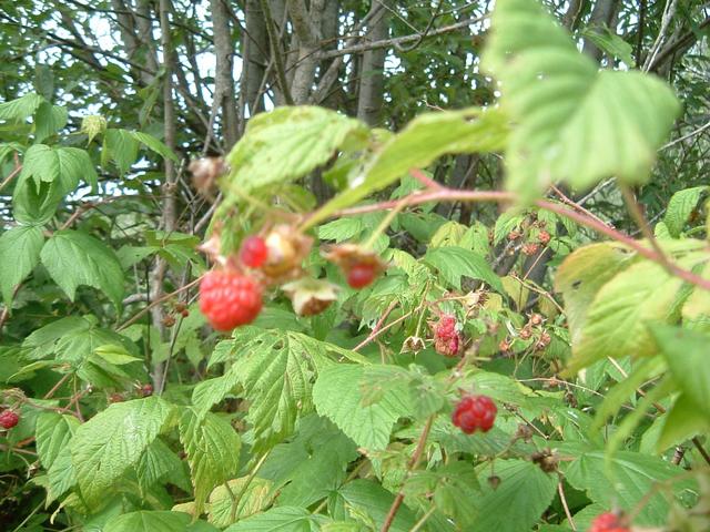 Wild raspberries