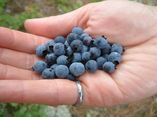 Wild blueberries