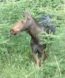 #2: Friendly moose we met along highway 129.