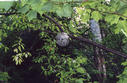 #7: Paper wasp nest we discovered on our walk