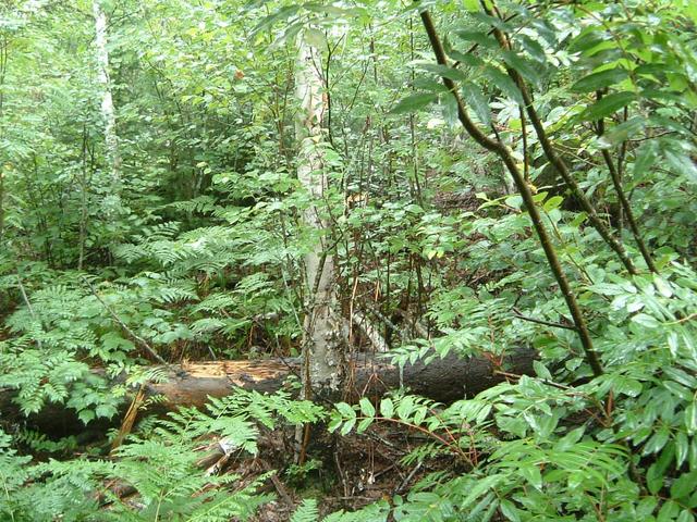 View West - Trees