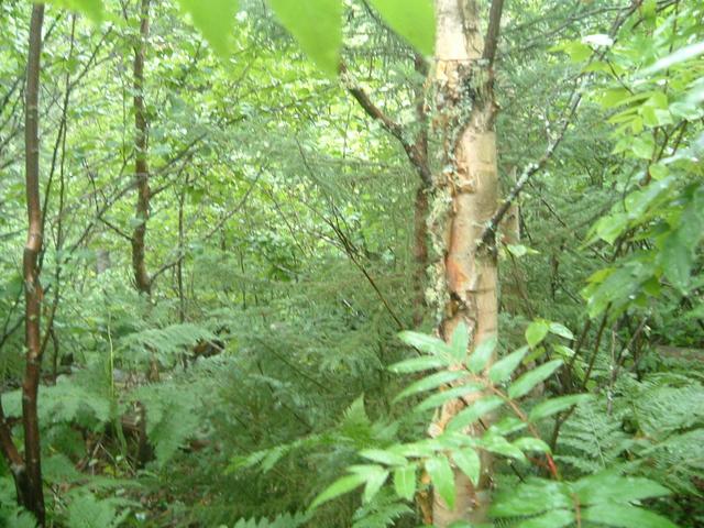 View East - Trees