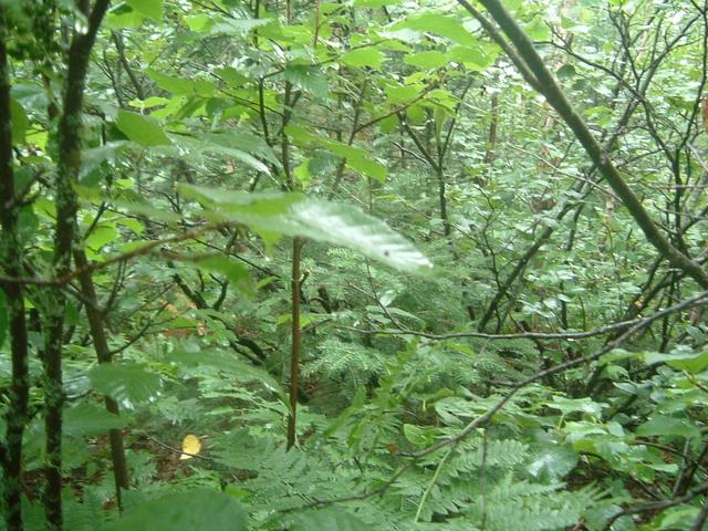 View North - More Trees