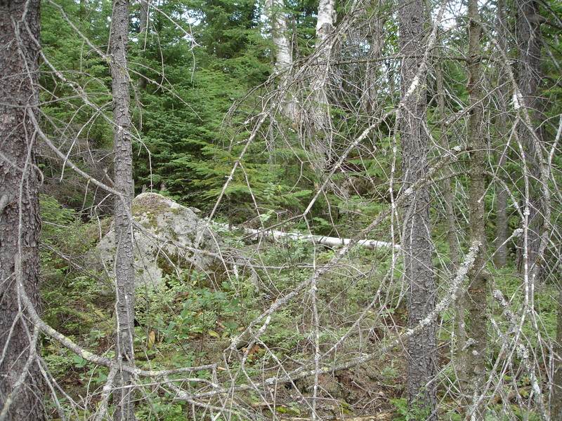 East from Confluence Point