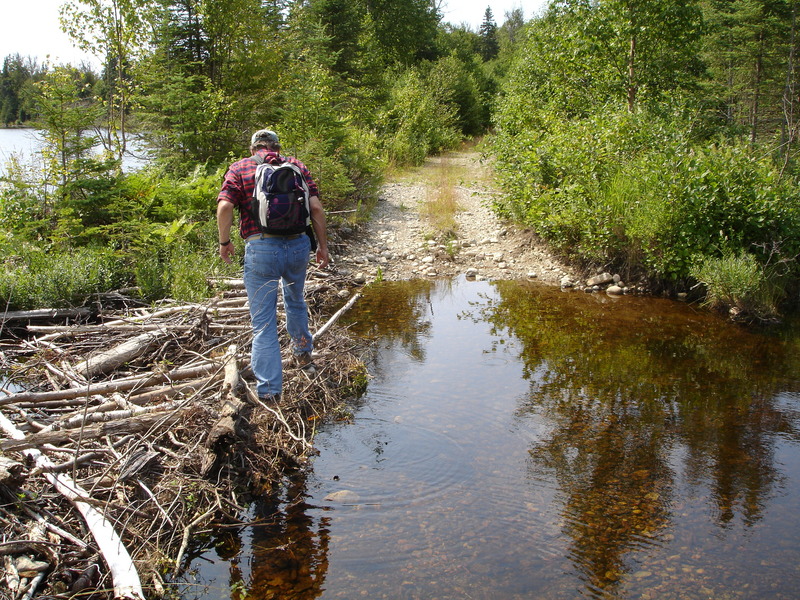 Beaver dam on forest road