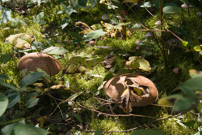 Mushrooms galore