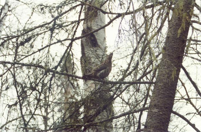 a grouse near the confluence