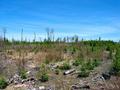 #5: View looking north towards the confluence from Hawkshaw Lake Road.