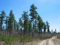 #6: Mature white pines along the Hawkshaw Lake Road.