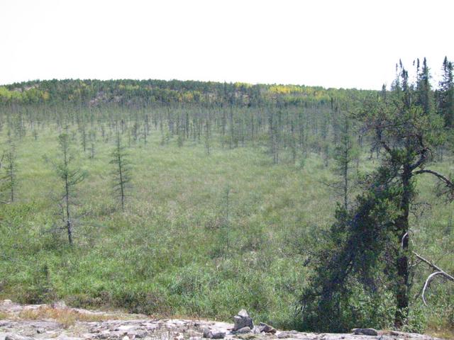 Large bog