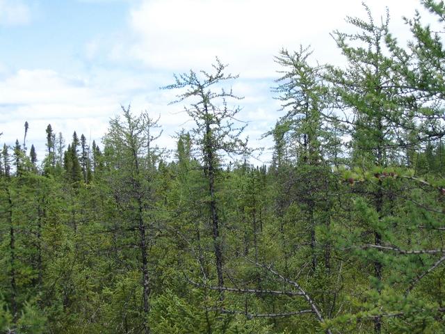 General view of the area about ~ 20 metres west from the Confluence Point.