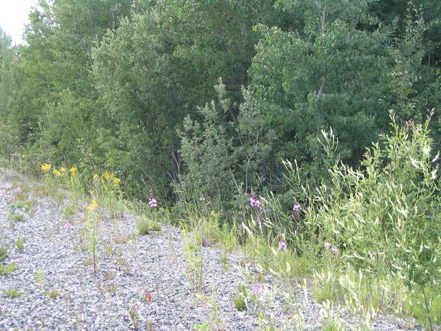 Wildflowers at the shoulder of the gravel road near start of the hike to the Confluence Point