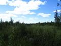 #8: Start of the logging road leading in the direction of the Confluence Point