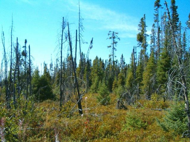 Coniferous forest nearby