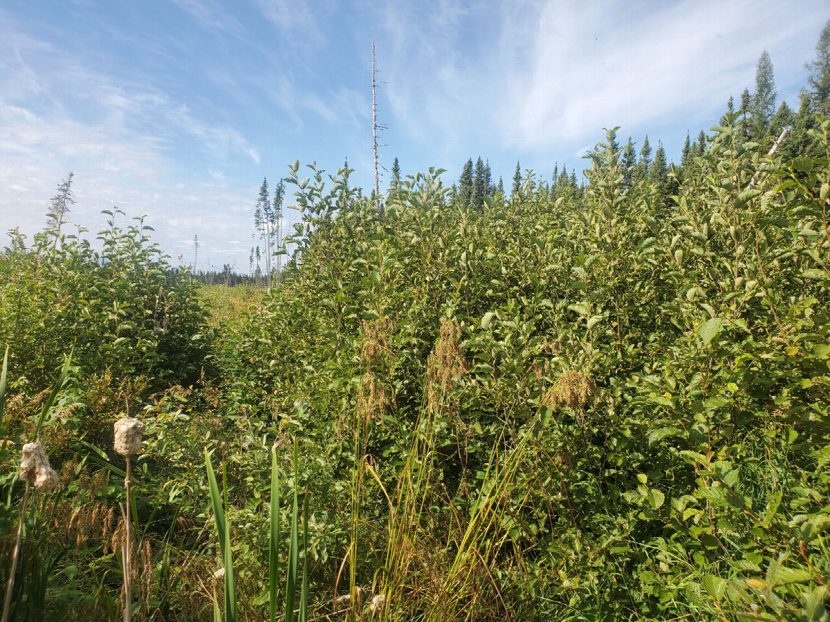 The Approximate Confluence looking from the Southeast