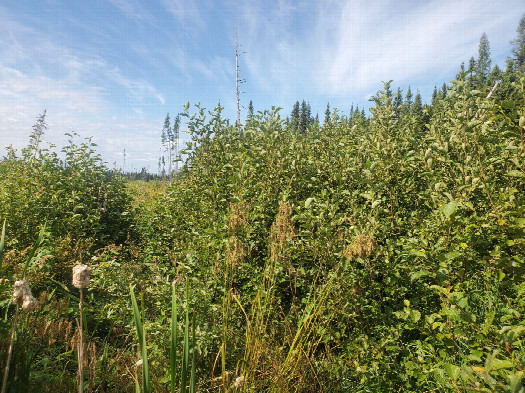 #1: The Approximate Confluence looking from the Southeast