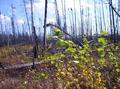 #3: Looking east from the confluence