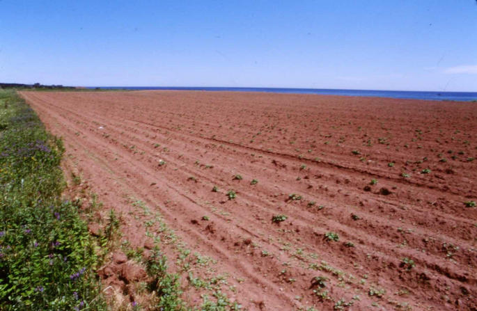 A nearby farm on the shore of the Gulf of St. Lawrence.