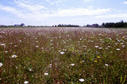 #2: Looking south to the nearby house and barn.