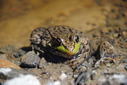 #8: Frog