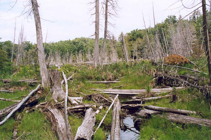 Looking west from the confluence