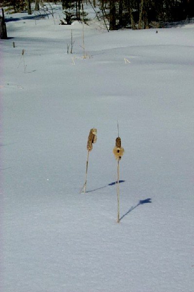 Cat tails in the swamp