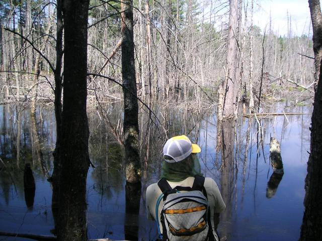 Paul contemplating the best way around the Beaver dam.