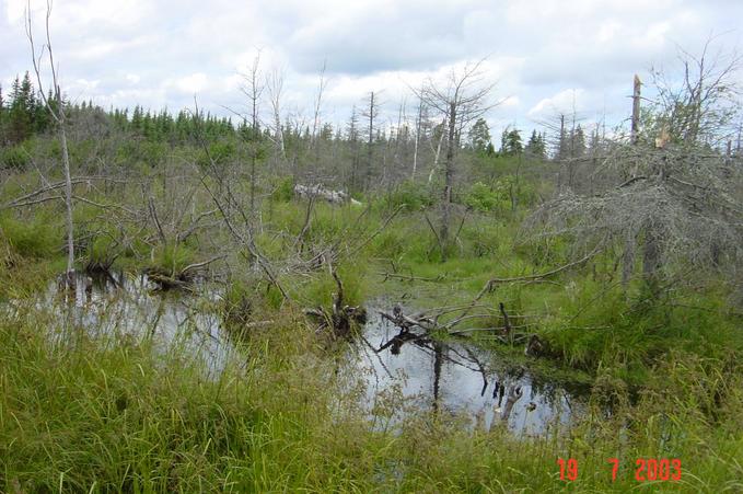 Half-way there we encountered a swamp