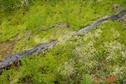 #8: Peatland  at about 500m of the confluence