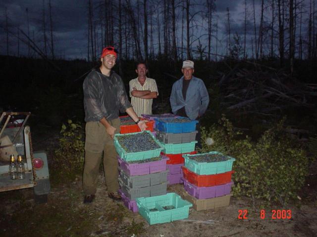 Les cueilleurs de bleuets - The blueberry gatherers