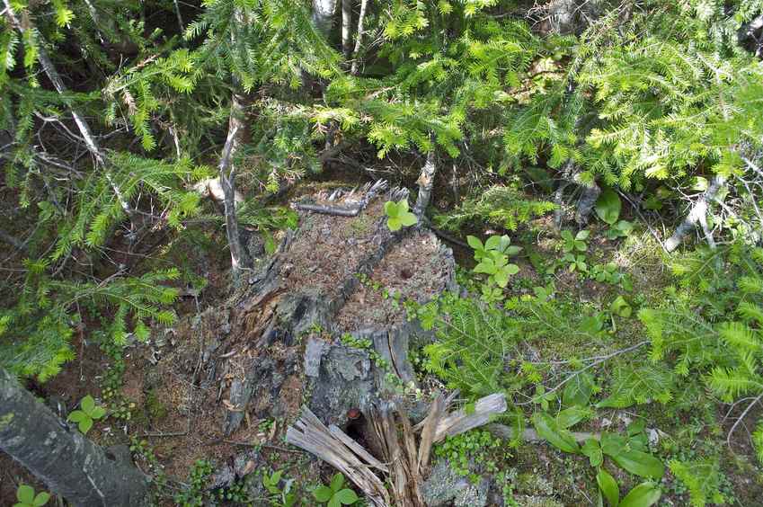 The confluence point lies next to this stump, in a patch of forest next to a clearing