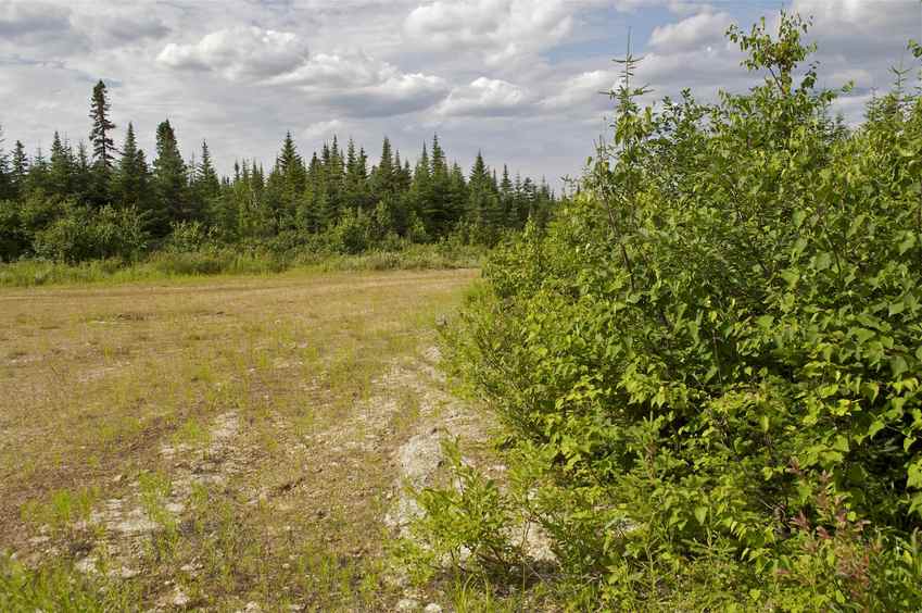 View North (from the clearing, 13 metres from the confluence point)