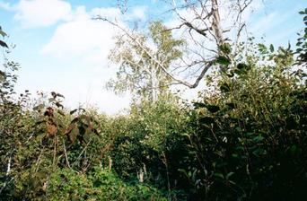 #1: Looking north to the confluence