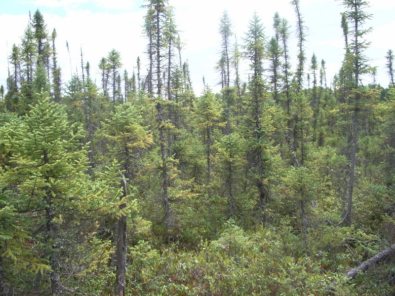 Vue vers le Sud de la confluence / Vew to the South side of the point