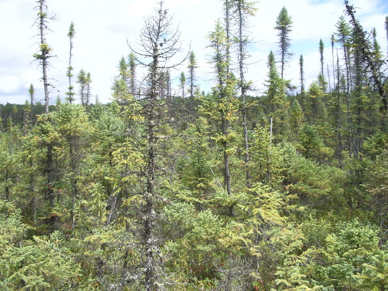 Vue vers l'Ouest de la confluence / View to the West side of the point