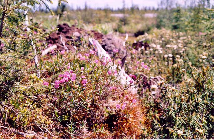 Flowers near the point