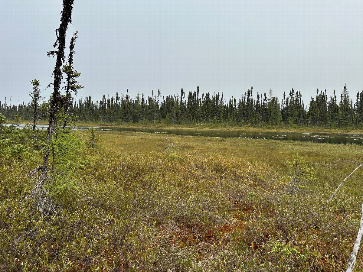 The general area of the confluence from about 50 meters to the southwest. You can see the transition from proper ground to sphagnum moss in the foreground.