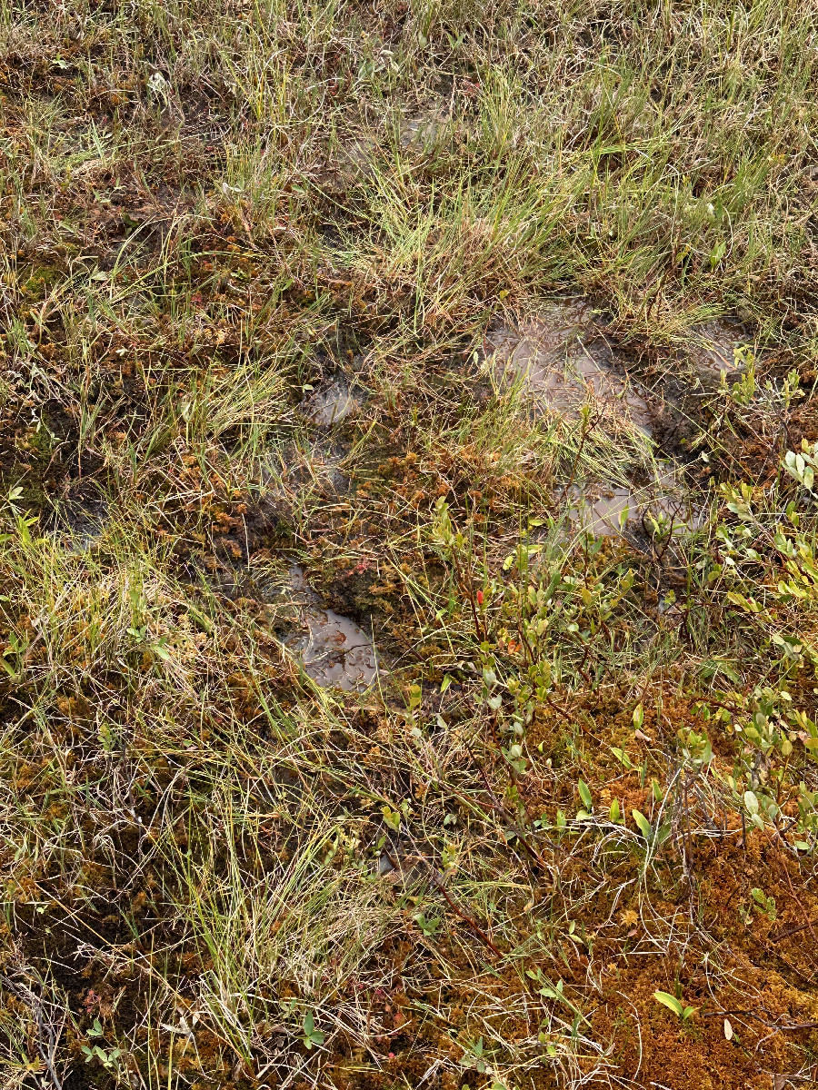 Bootprints in the mat