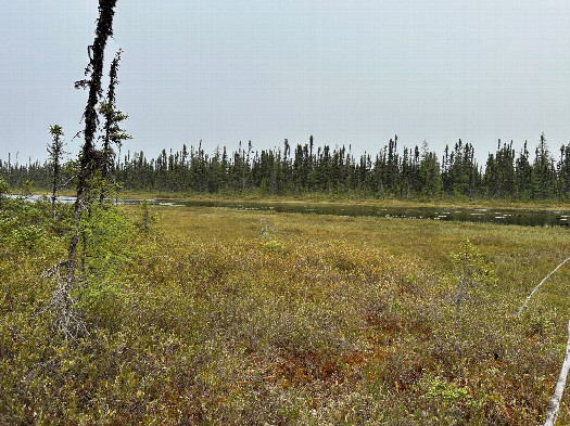 #1: The general area of the confluence from about 50 meters to the southwest. You can see the transition from proper ground to sphagnum moss in the foreground.