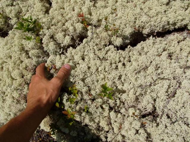 Lots of dry "lichen à caribou" there, feels like walking on shredded wheat