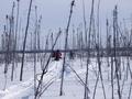 #9: Hors piste vers la confluence N54 W77 / Outbound track towards the confluence