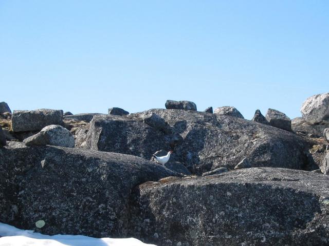 Il y a des lagopèdes arctiques dans les environs.