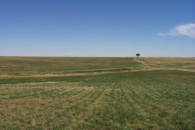 The view east from the confluence.  One lonely tree stands guard in the distance.