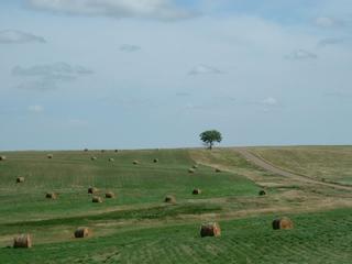 #1: Looking East from the confluence (tree and road located on U.S. side of border)