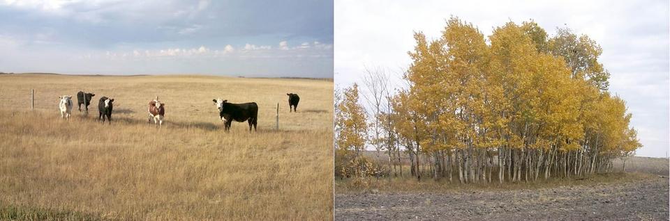 Cows on the wrong side of the fence and autumn trees in the field near the confluence.