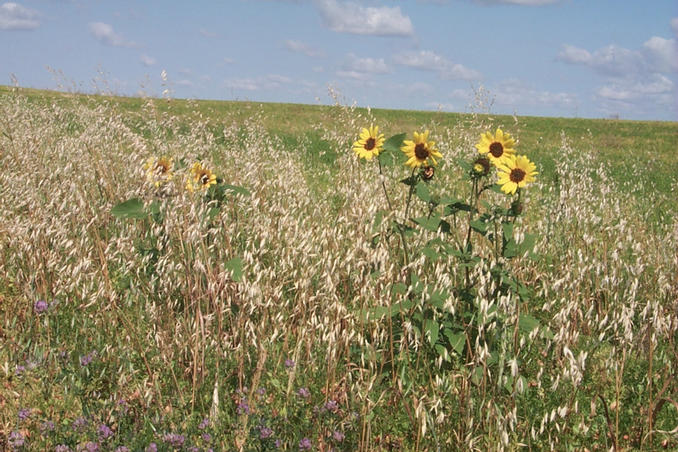 Wild flowers growing near the confluence point.