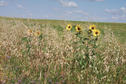 #6: Wild flowers growing near the confluence point.